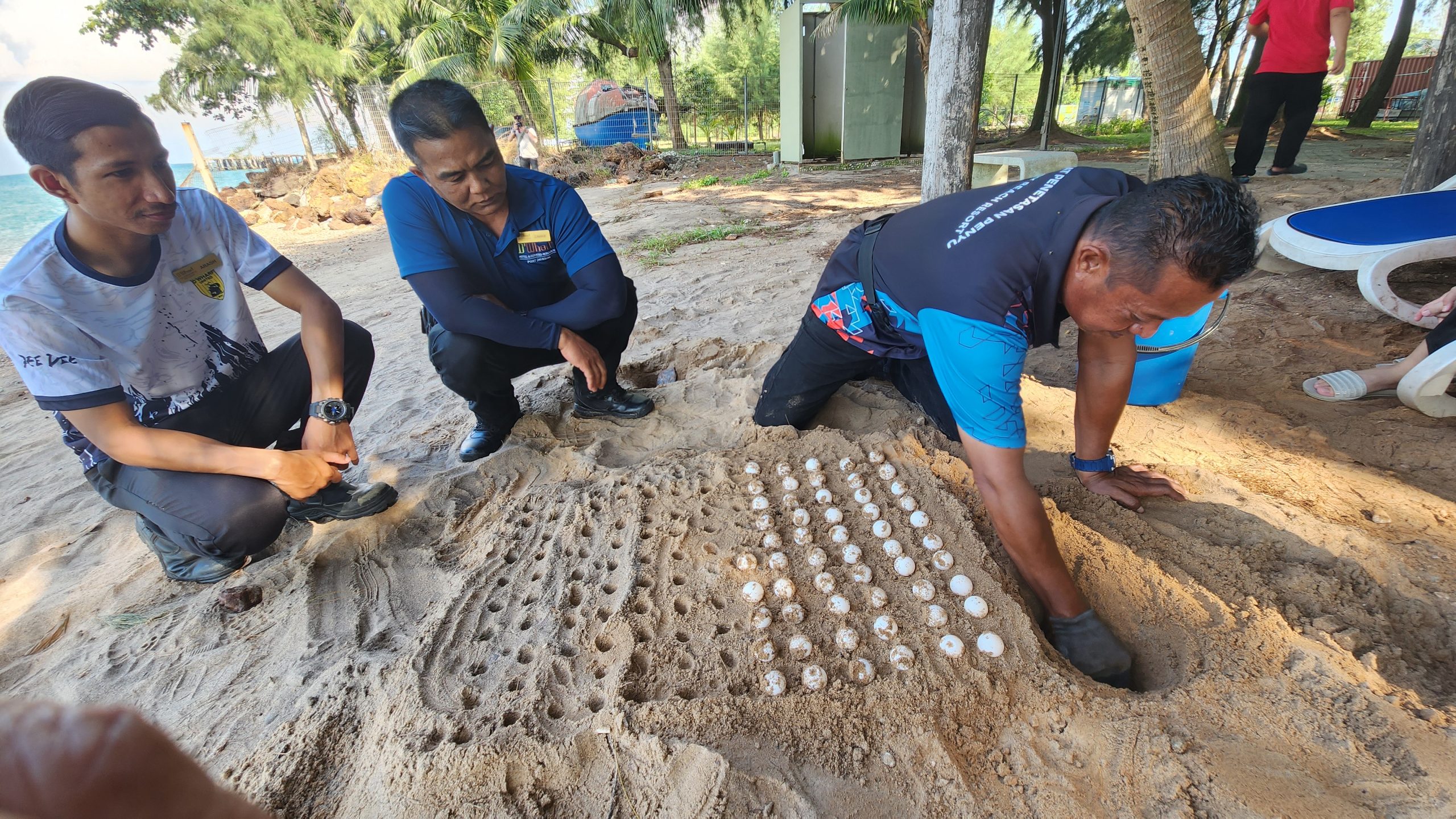 Hawksbill Sea Turtle Nesting