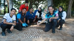 Turtle Eggs